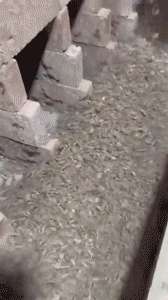 2044567 B